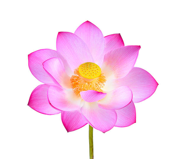 istock pink lotus flower isolated on white background 983075366