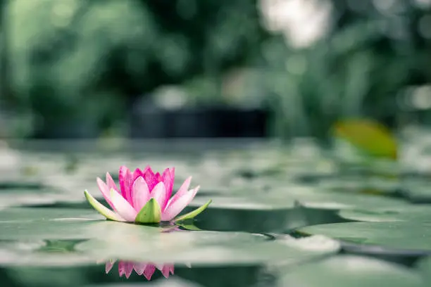 Photo of beautiful lotus flower on the water after rain in garden.