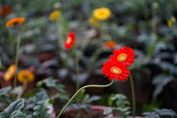 Beautiful colorful Red Barberton daisy flowers (Gerbera jamesonii) in the garden.