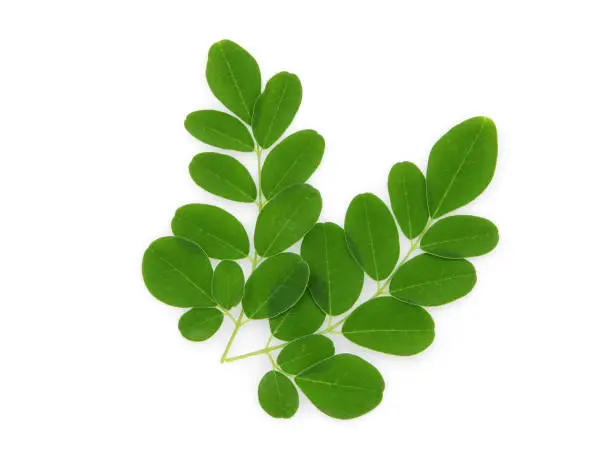 branch of green moringa leaves,tropical herbs isolated on white background
