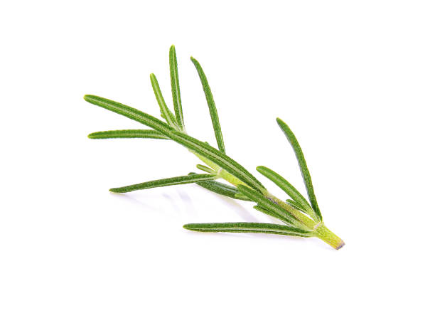 istock Rosemary isolated on white background 983079316