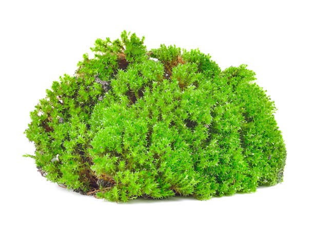 istock Green moss isolated on white bakground 983079326