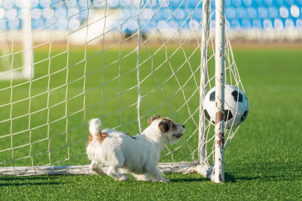 istock Terrier Football Striker Scores Goal 983086606