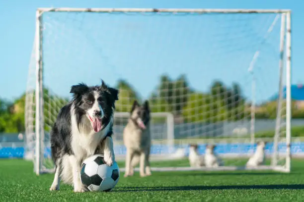 The border collie sheepdog plays football on public soccer field. The dog is standing with one its paw on a soccer ball. Its dog team stands behind. Shooting at sunny summer day