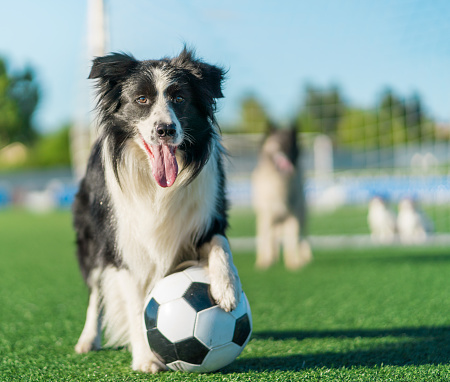 The border collie sheepdog plays football on public soccer field. The dog is standing with one its paw on a soccer ball. Its dog team stands behind. Shooting at sunny summer day
