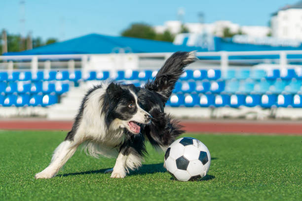 male Australian Shepherd dog playing soccer
