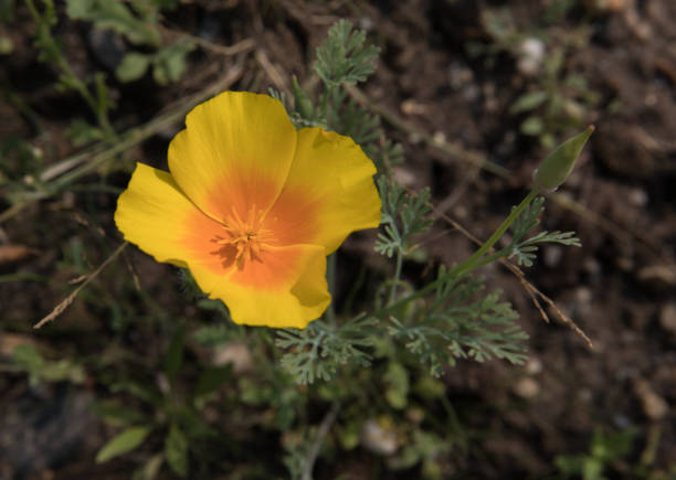 istock California Golden Poppy 983092962