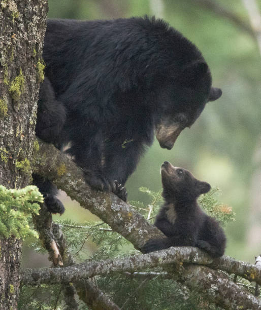 un oso negro de la madre con su cachorro - cachorro animal salvaje fotografías e imágenes de stock