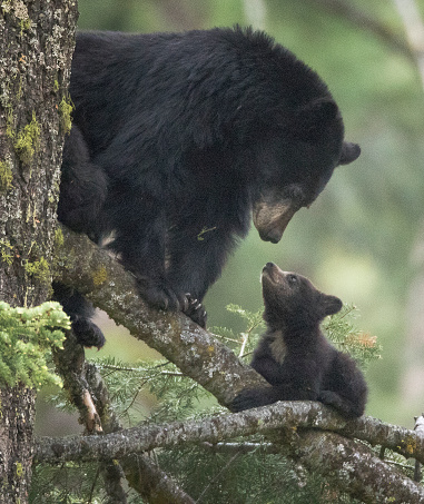 A mother black bear looks lovingly at her cub