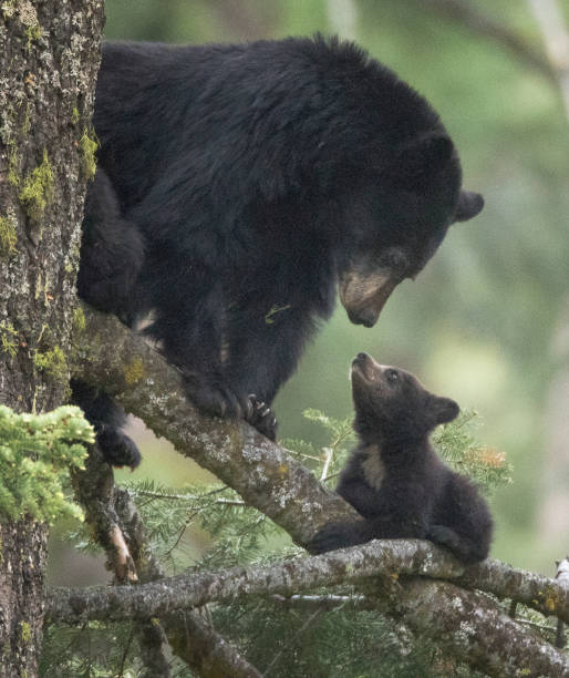A mother black bear with her cub A mother black bear looks lovingly at her cub black bear cub stock pictures, royalty-free photos & images