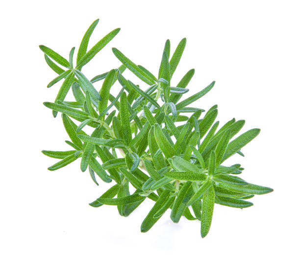 istock Rosemary isolated on white background 983098720
