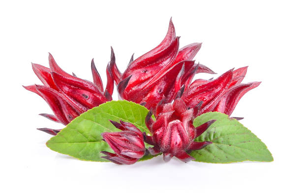 Flor De Jamaica Stock Photos, Pictures & Royalty-Free Images - iStock Flor De Jamaica Stock Photos, Pictures & Royalty-Free Images - iStock