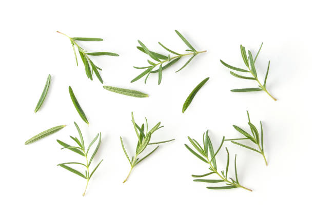 istock Rosemary isolated on white background 983102182