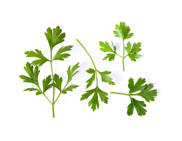 istock Parsley herb isolated on white background 983102248