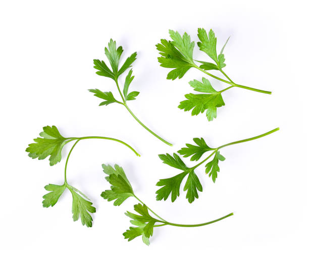 istock Parsley herb isolated on white background 983102390