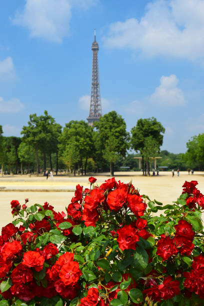 istock Eiffel Tower and red roses, Paris, France 983102868