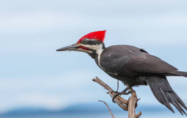 piliated pinto madeira "hylatomus pileatus" - pileated woodpecker animal beak bird - fotografias e filmes do acervo