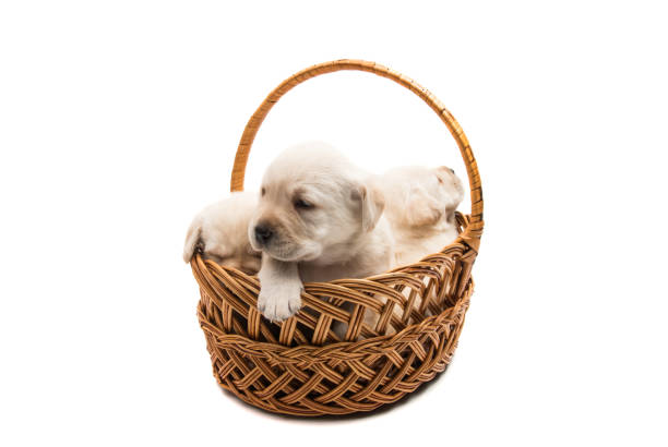 istock small labrador puppies isolated 983111948