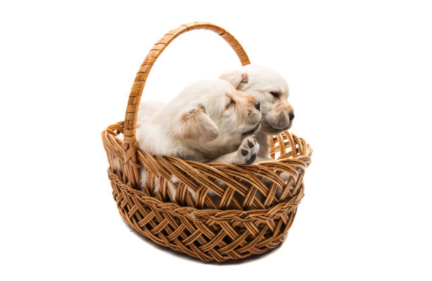 istock small labrador puppies isolated 983112018