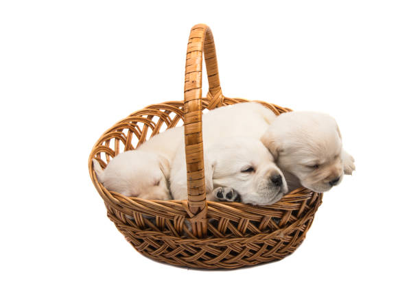 istock small labrador puppies isolated 983112066