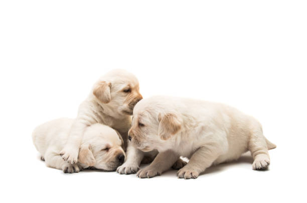istock small labrador puppies isolated 983112090