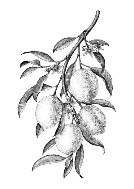 illustrations, cliparts, dessins animés et icônes de citron branche illustration noir et blanc vintage clipart isoler sur fond blanc - lemon