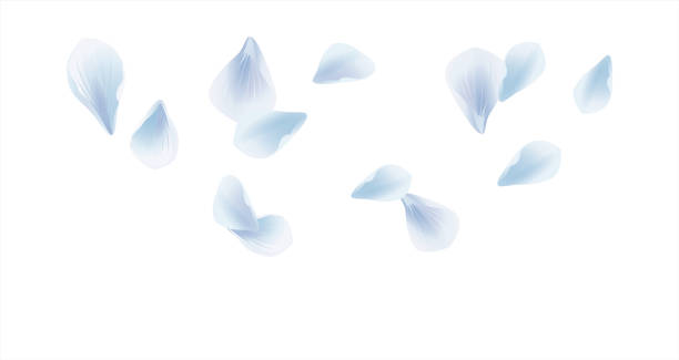 białe niebieskie sakura latające płatki izolowane na białym tle. płatki róże kwiaty. wektor - floating on water petal white background water stock illustrations