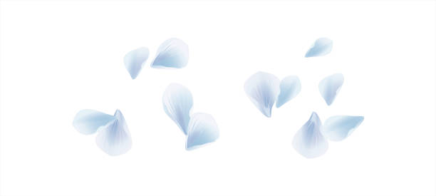białe niebieskie sakura latające płatki izolowane na białym tle. płatki róże kwiaty. wektor - floating on water petal white background water stock illustrations