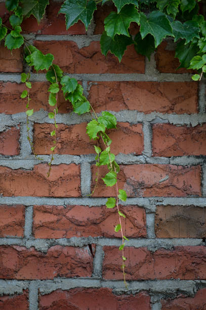 istock Parthenocissus tricuspidata 983126930