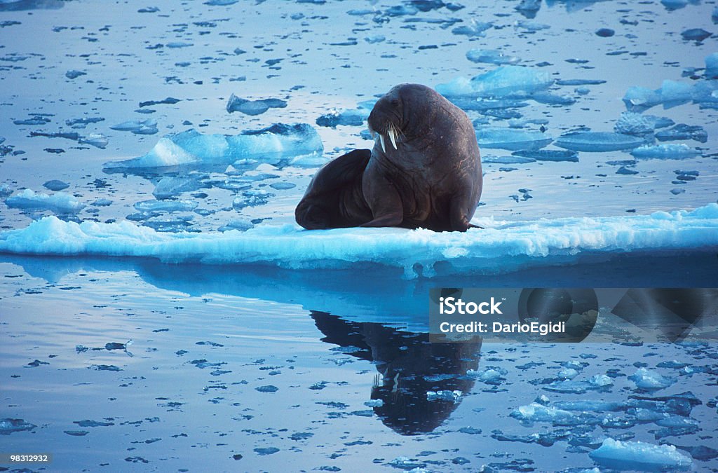 Animali leone sul ghiaccio - Foto stock royalty-free di Animale