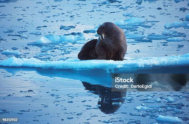 Animali Leone Sul Ghiaccio - Fotografie stock e altre immagini di Animale - Animale, Composizione orizzontale, Denti di animale