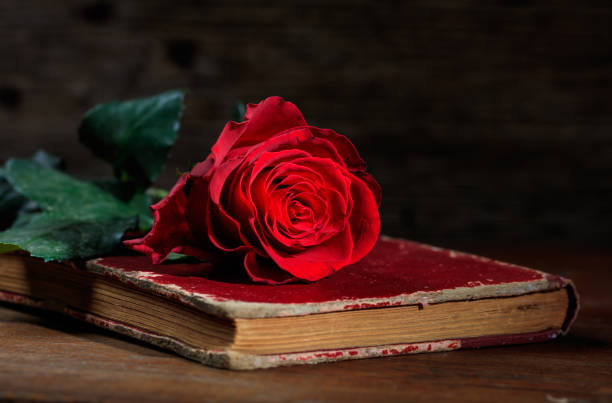 istock Vintage book and a red rose 983131714