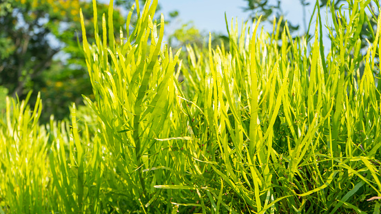 Homalocladium platycladum or Muehlenbeckia platyclada in garden, This plant is green throughout the trunk.