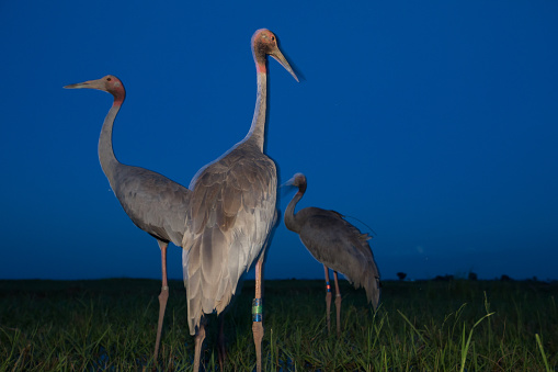 A group of saruscrane in the night, Thailand.