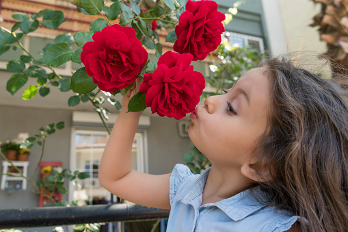 Adorable little girl with red roses at garden