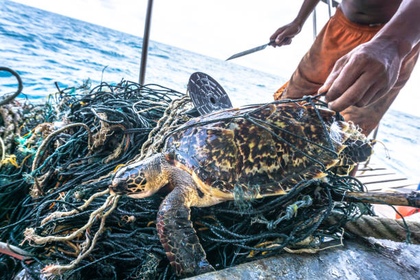 Man with knife rescuing Critically Endangered Hawksbill Sea Turtle tangled Ghost Net Andaman Sea, Thailand - August 12 2017: This rare Critically Endangered Hawksbill Sea Turtle (Eretmochelys imbricata) is entangled in discarded fishing net aka ‘Ghost nets’.  Classified by the IUCN as facing an extremely high risk of extinction in the wild in the immediate future.  The animal has been found alive but without help would perish.  A fisherman uses a knife to cut the animal free.  Ghost nets have a devastating effect on marine life, as can be seen here.  The turtle, was released by the photographer after this image was taken.  The location is  Phi Phi islands in the Andaman Sea, Krabi, Thailand. iucn red list photos stock pictures, royalty-free photos & images