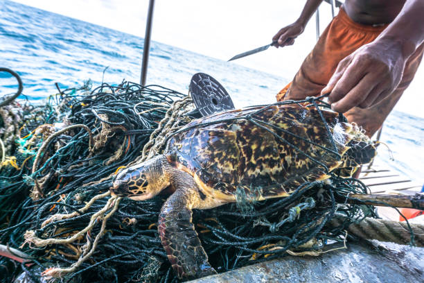 Man with knife rescuing Critically Endangered Hawksbill Sea Turtle tangled Ghost Net Andaman Sea, Thailand - August 12 2017: This rare Critically Endangered Hawksbill Sea Turtle (Eretmochelys imbricata) is entangled in discarded fishing net aka ‘Ghost nets’. Classified by the IUCN as facing an extremely high risk of extinction in the wild in the immediate future. The animal has been found alive but without help would perish. A fisherman uses a knife to cut the animal free. Ghost nets have a devastating effect on marine life, as can be seen here. The turtle, was released by the photographer after this image was taken. The location is Phi Phi islands in the Andaman Sea, Krabi, Thailand. plastic marine life stock pictures, royalty-free photos & images