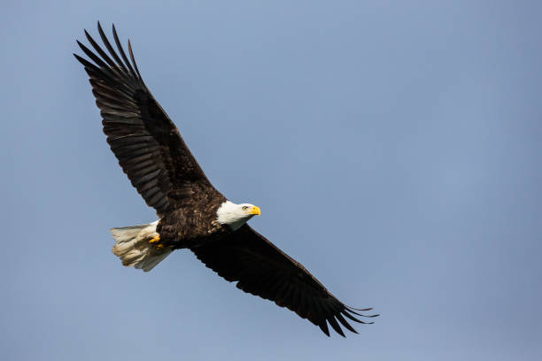 istock Large mature bald eagle soaring against a cloudy sky 983151250