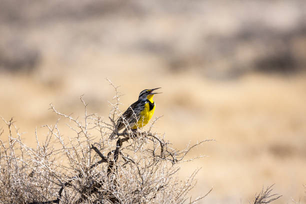 istock Meadowlark singing on a sagebrush in the desert 983157928