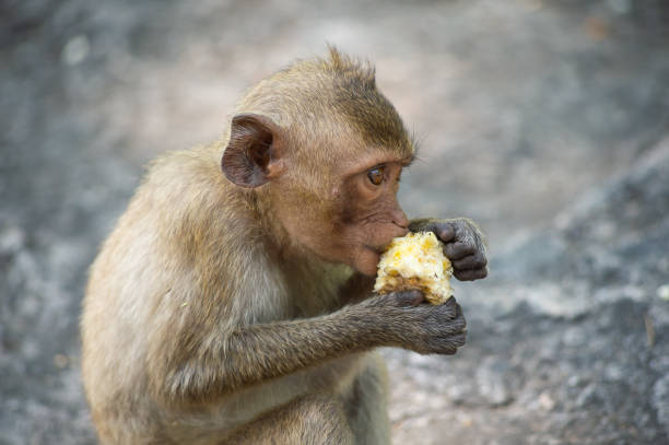 istock Long-tailed macaque, in Thailand, Saraburi a wildlife sanctuary 983159016