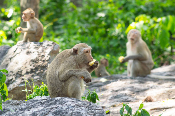 istock Long-tailed macaque, in Thailand, Saraburi a wildlife sanctuary 983159192