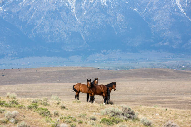 istock Wild horses living in the Nevada desert 983166116
