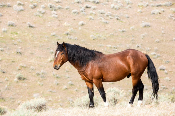 istock Wild horses living in the Nevada desert 983166194