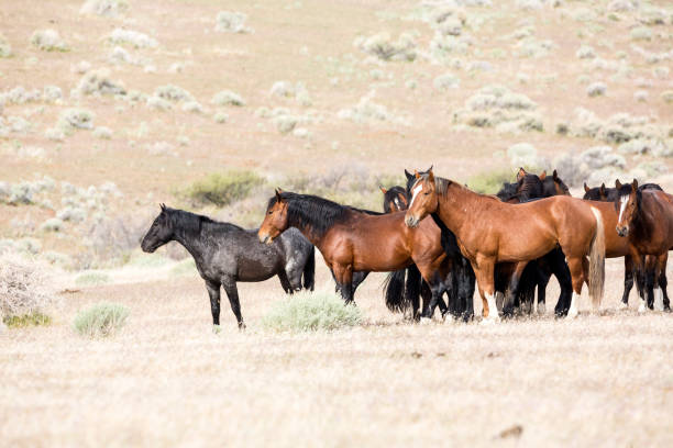 istock Wild horses living in the Nevada desert 983166268