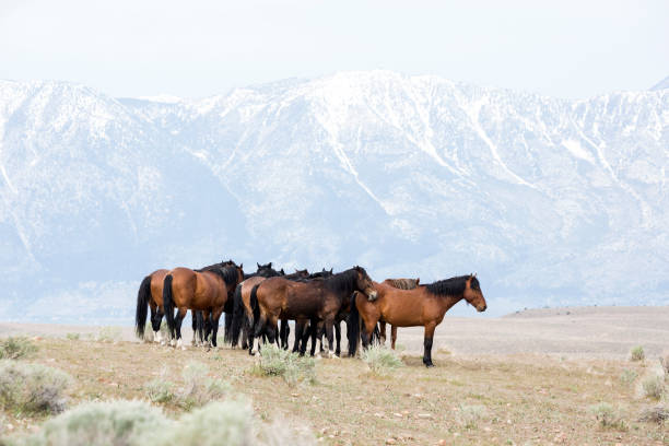 istock Wild horses living in the Nevada desert 983169490