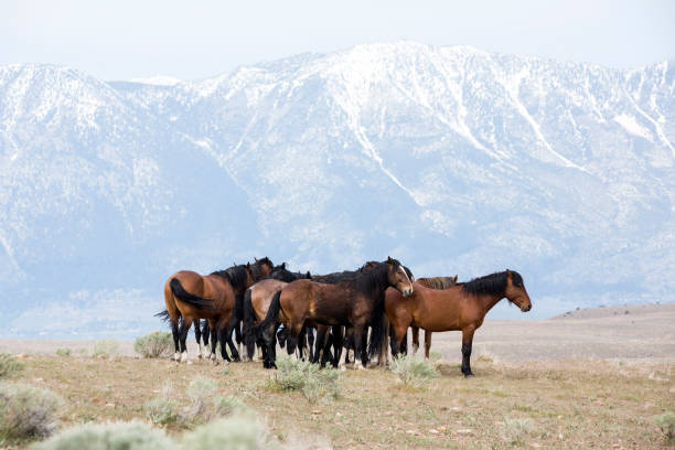 istock Wild horses living in the Nevada desert 983169654