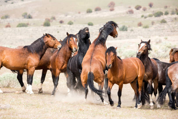 istock Wild horses living in the Nevada desert 983169704