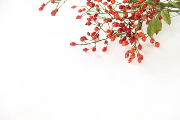 bouquet of  rose hip