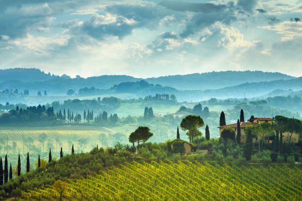 イタリア、トスカーナのブドウ畑のある風景します。 - vineyard tuscany italy italian culture ストックフォトと画像