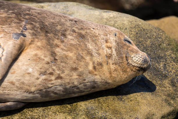 istock Fat happy seals sunning on rocks at the beach 983184334